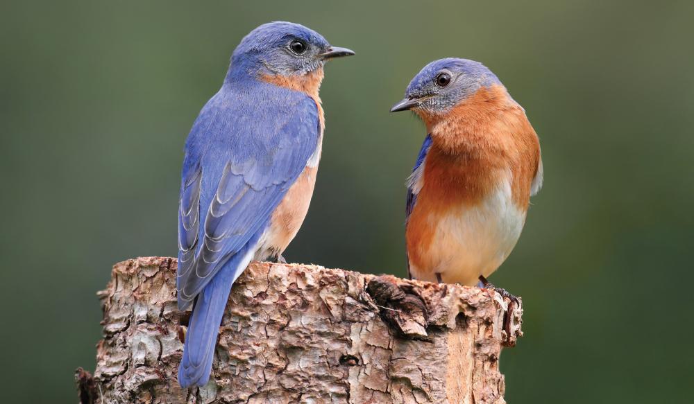 Eastern Bluebirds (Sialia sialis): male, left, and female, right