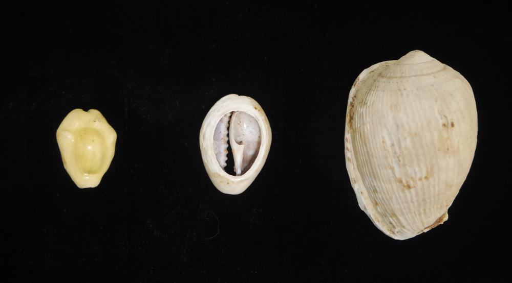Cowrie Shells Moneta (left), Annulus (center), and a Reticulated Cowrie Helmet (right) from the NYSM Historical Archaeology Collection.