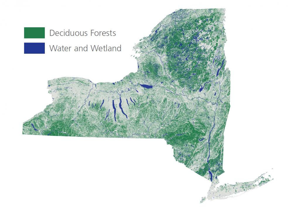 New York State Map of Deciduous Forests