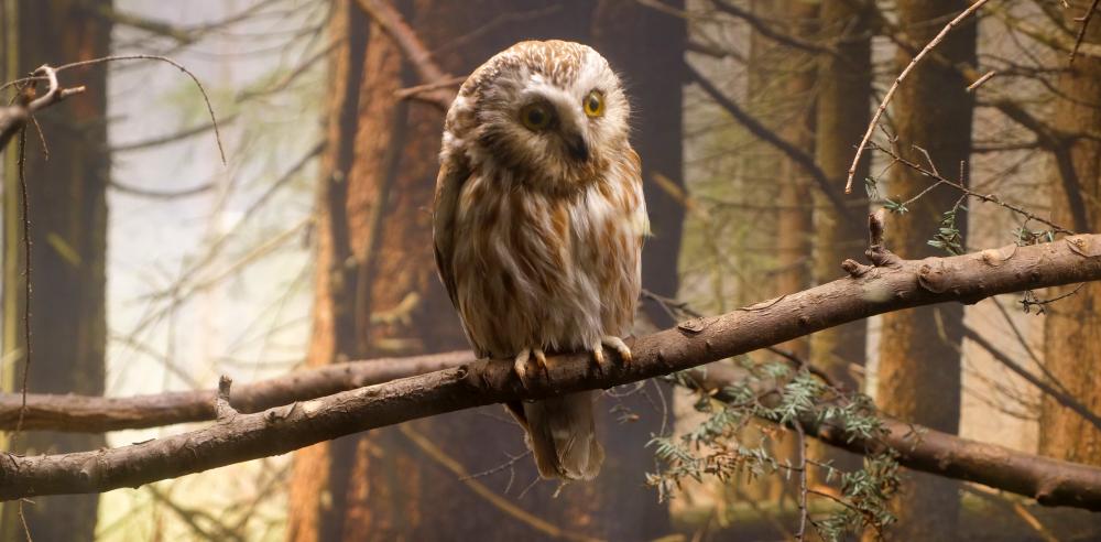 Northern Saw-whet Owl (Aegolius acadicus)