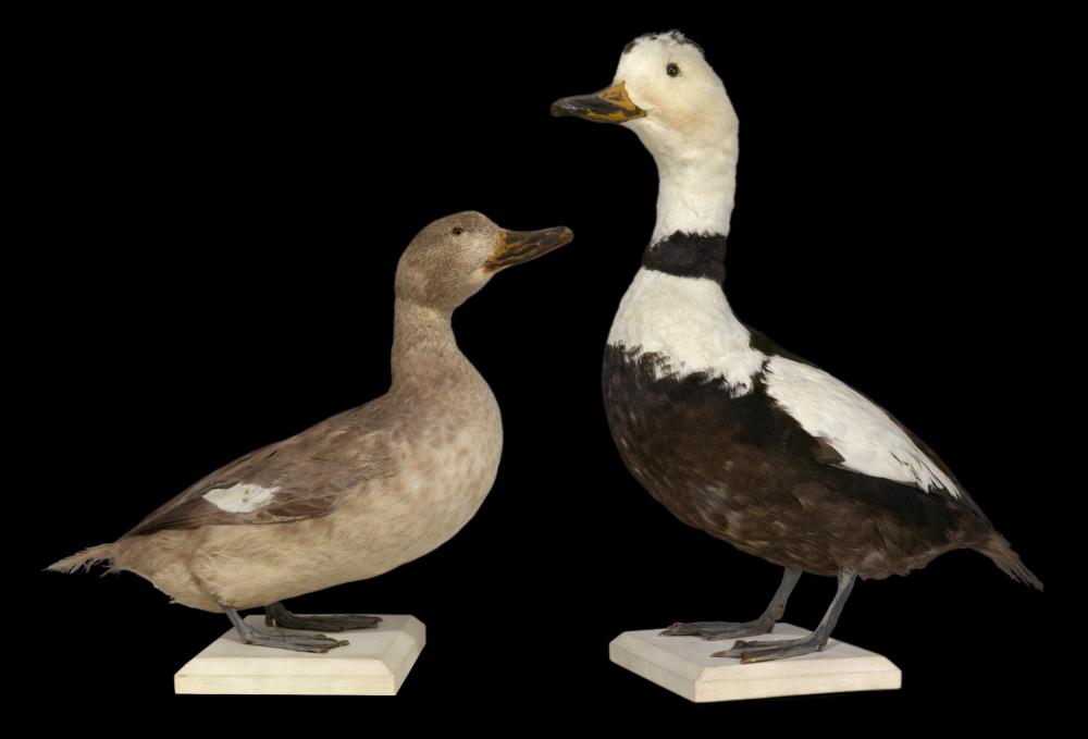 Extinct Labrador Ducks, mounted