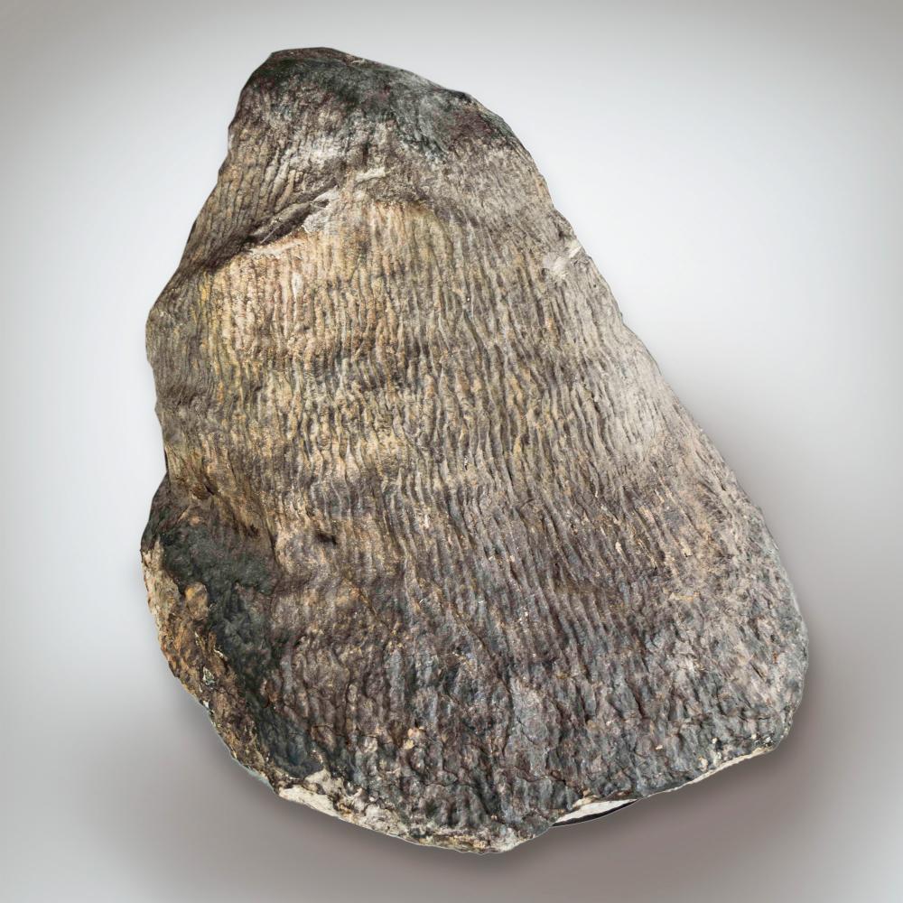 Gilboa Tree Stump The New York State Museum