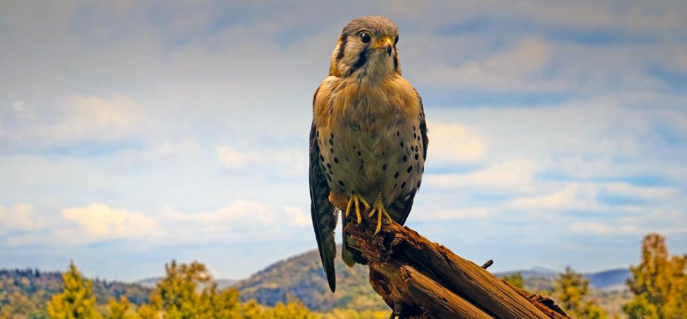 American Kestrel (Falco sparverius)