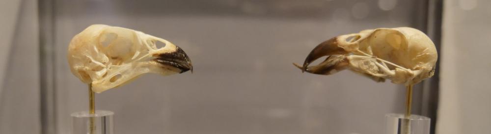  Pine Grosbeak Skull (left) and Red Crossbill Skull (right)