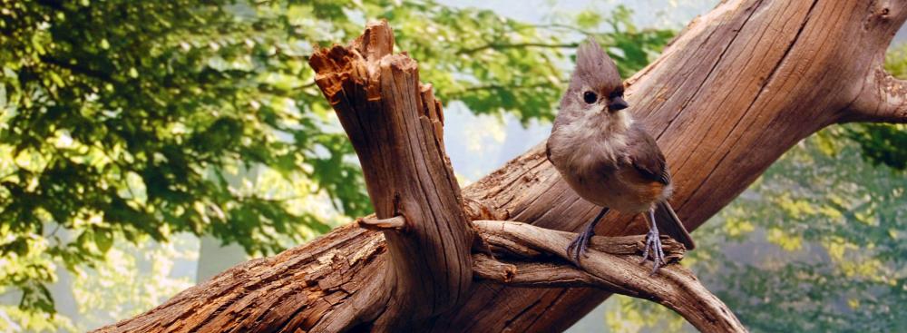 Tufted Titmouse (Baeolophus bicolor)