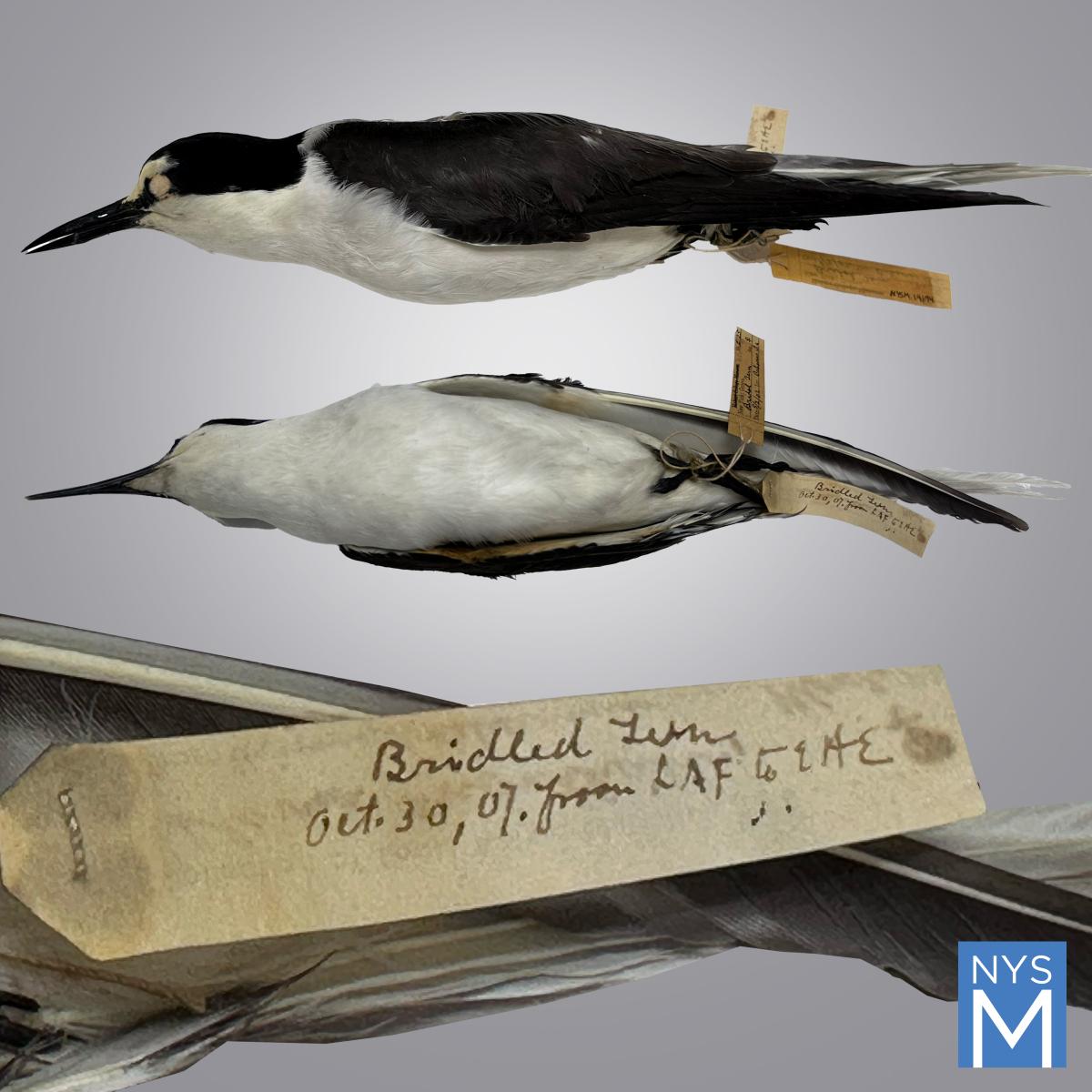 Louis Agassiz Fuertes | The New York State Museum