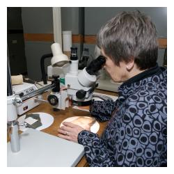 Volunteer looking through microscope