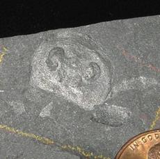 Eurypterid