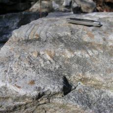 Mystery Fossil