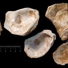 Stemmed projectile point and oyster shell 