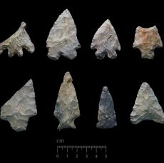 Flaked stone projectile points (A2019,02.1), Columbia County, McVaugh Collection, circa 9000-1000 years before present.