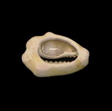 Carved Moneta cowrie shell, Barclay’s Bank site, Manhattan, 1700s