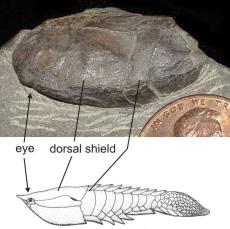 Vernonaspis