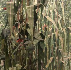 Detail view of `The Three Sisters' diorama in the Mohawk Haudenosaunee Village, New York State Museum