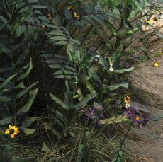 Detail view of The `Three Sisters' diorama in the Mohawk Iroquois Village, New York State Museum.