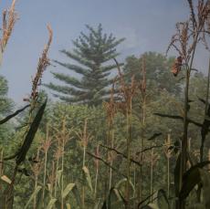 Detail view of The `Three Sisters' diorama in the Mohawk Haudenosaunee Village, New York State Museum.