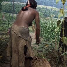 Detail view of 'The Three Sisters' diorama in the Mohawk Haudenosaunee Village, New York State Museum.