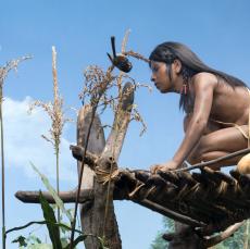 Detail view of The `Three Sisters' diorama in the Mohawk Iroquois Village, New York State Museum.