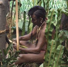 Detail view of `The Three Sisters' diorama in the Mohawk Haudenosaunee Village, New York State Museum.