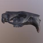 3D Scan of Giant Beaver Skull