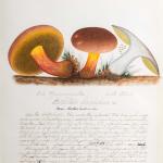 Water color illustrations of three mushrooms. 2 are deep orange/red with a stem that is yellow at the top, has red verticle stripes that turn brown at the base. The cap is wide and soft brown. Under the cap is darker brown with yellow at the edges. 