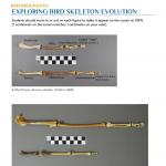 Specimen Photos: Exploring Bird Skeleton Evolution