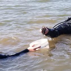 Divers Collecting Tagged Mussels