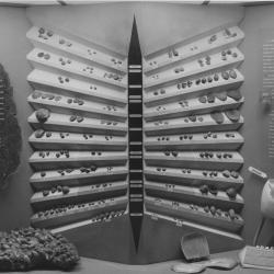 1950s Brachiopod Display in the New York State Education Building
