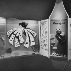 1950s Marsupial Display in the New York State Education Building
