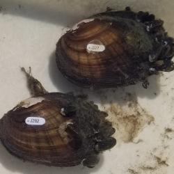 Tagged Eastern Lampmussels (Lampsilis radiata) with attached zebra mussels.