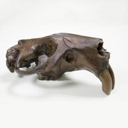 beaver-sq2_0.jpg