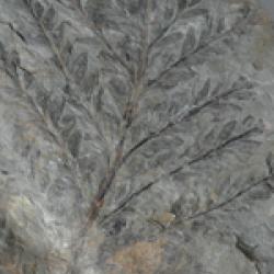 Paleobotany