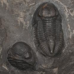 Invertebrate Paleontology