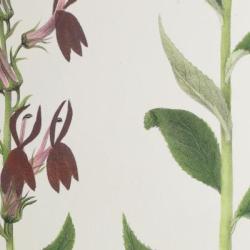 vascularplant-th_0.jpg