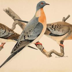 fuertes-plate42.jpg