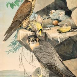 fuertes-plate51.jpg