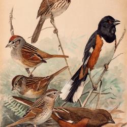 fuertes-plate84.jpg
