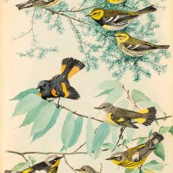 fuertes-plate97.jpg