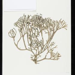 algae03.jpg