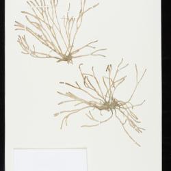 algae04.jpg