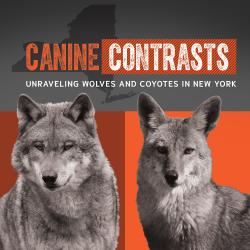 Image of a wold and a coyote with the words Canine Contrasts
