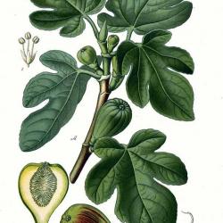 Fig tree leaves and fruit (ficus carcia)