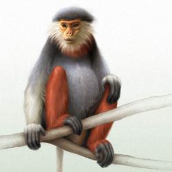 Monkey Illustration 