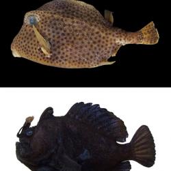 Long island fish collection example