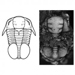 Pemphigaspis Potsdam Trilobite