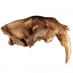 Smilodon 