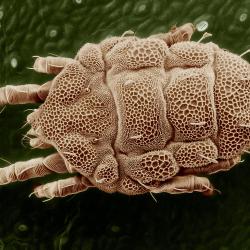 Yellow mite (Tydeidae)