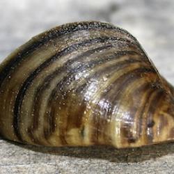 zebra mussel 