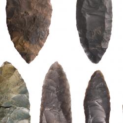Arrowhead variety 