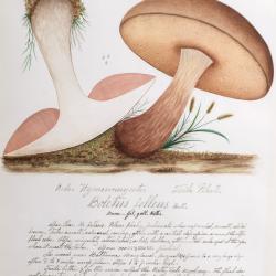 Mary Banning Watercolor from "Fungi of Maryland"